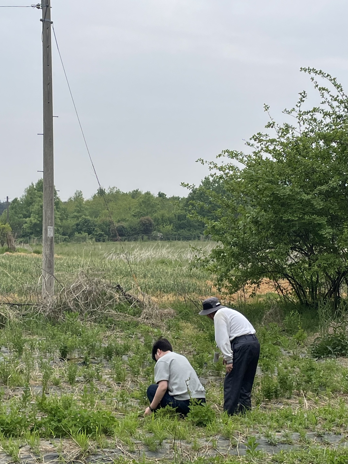 손자와 함께 밭을 가꾸다 2