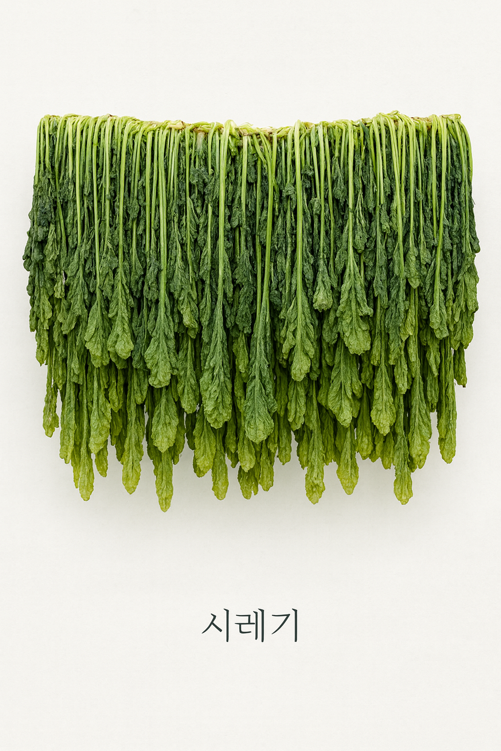 시레기