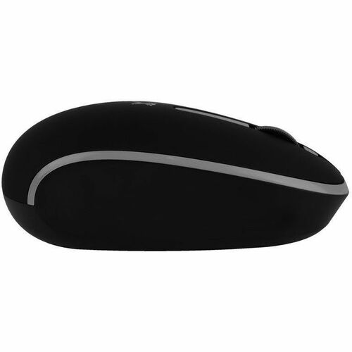 Mouse Whisper vista posterior