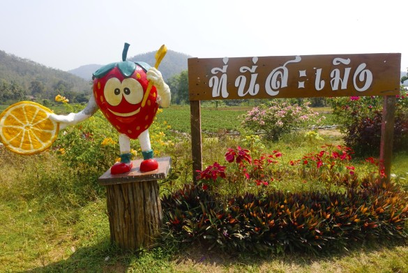 Strawberry Samoeng Chiang Mai