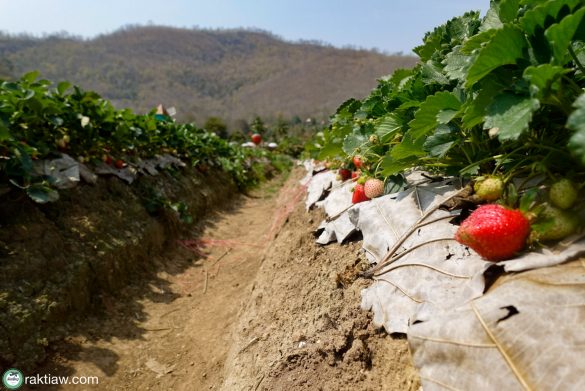 Strawberry Samoeng Chiang Mai