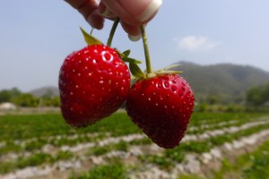 samoeng-strawberry