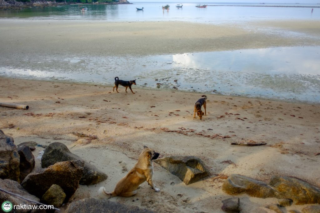 Wattana resort Ko Phangan