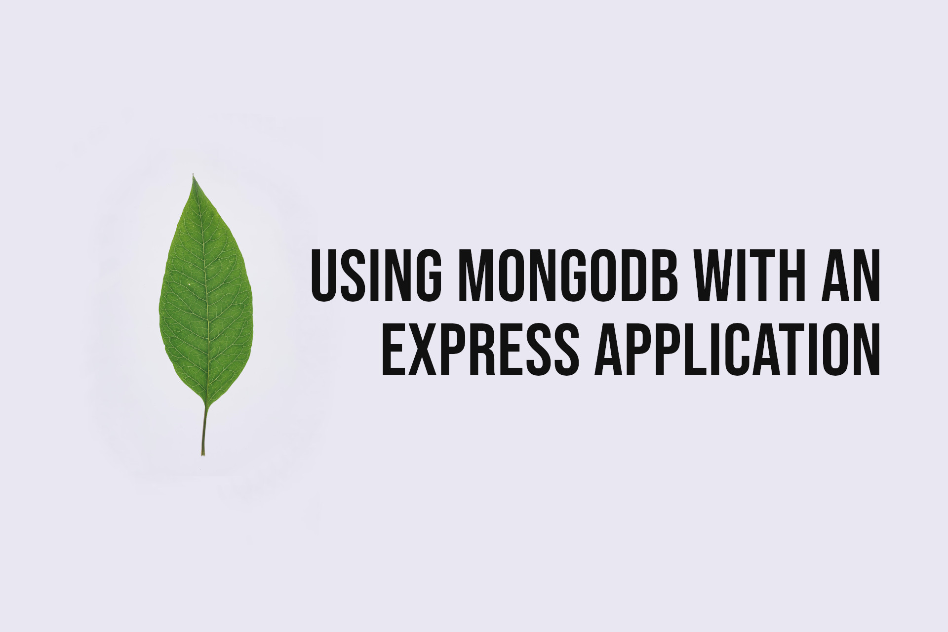 Using MongoDB with an Express.js Application | Tim Smith