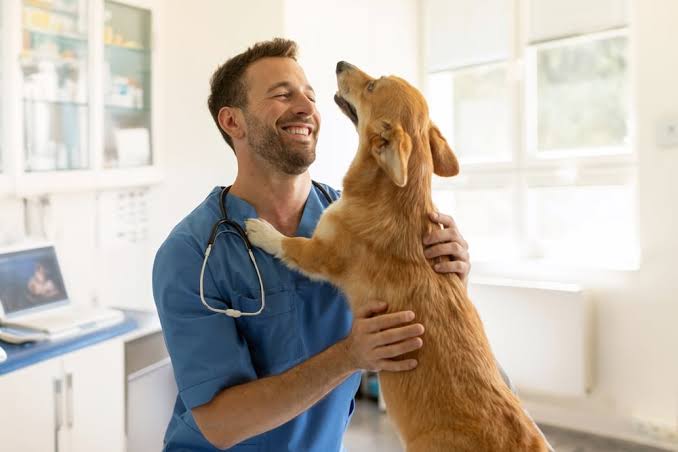 Veterinarian with cat