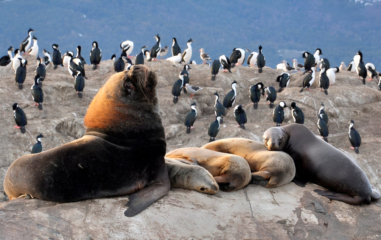 Visita a Isla de los Pájaros y de los Lobos