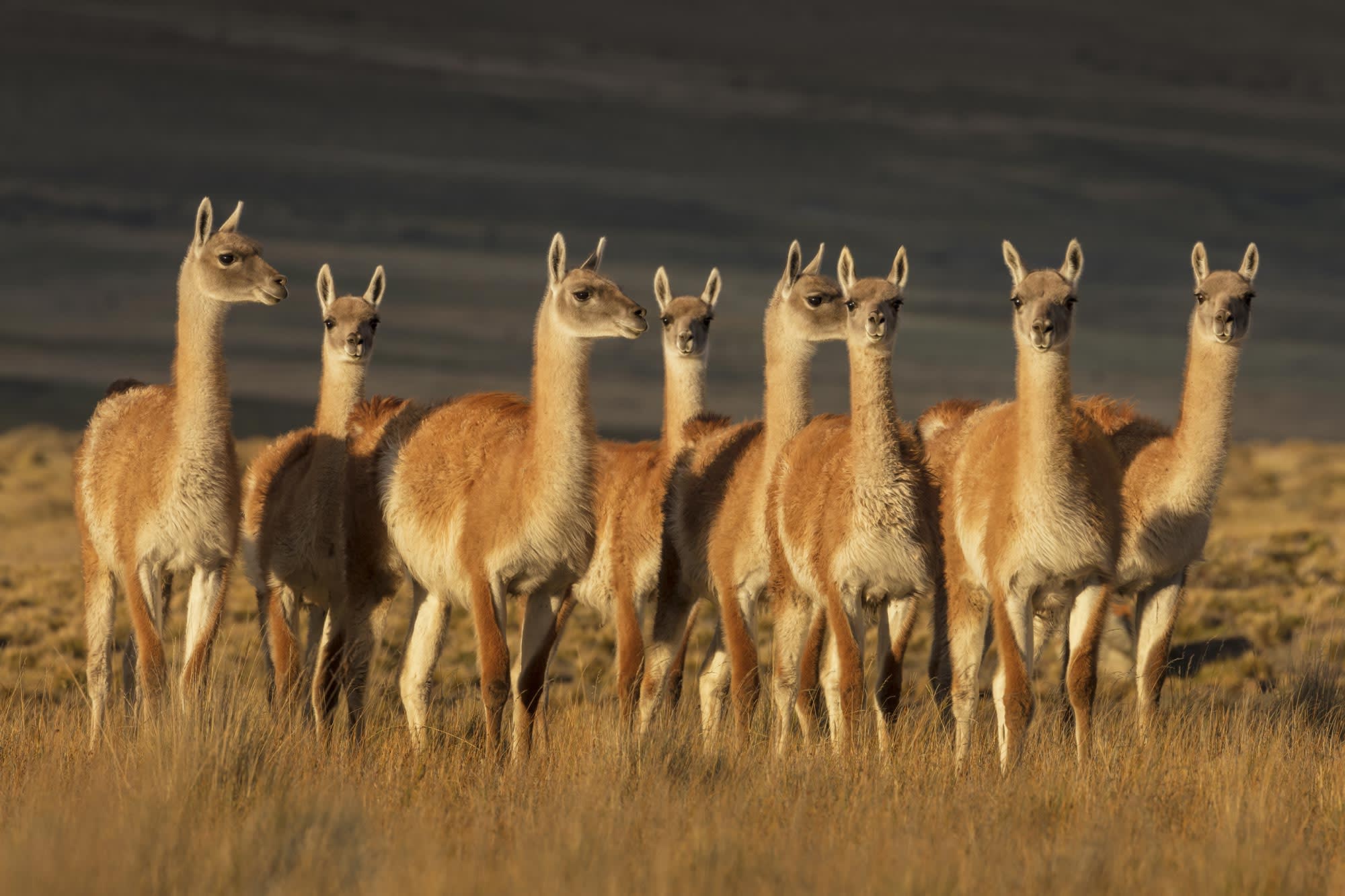 Avistaje de fauna patagónica