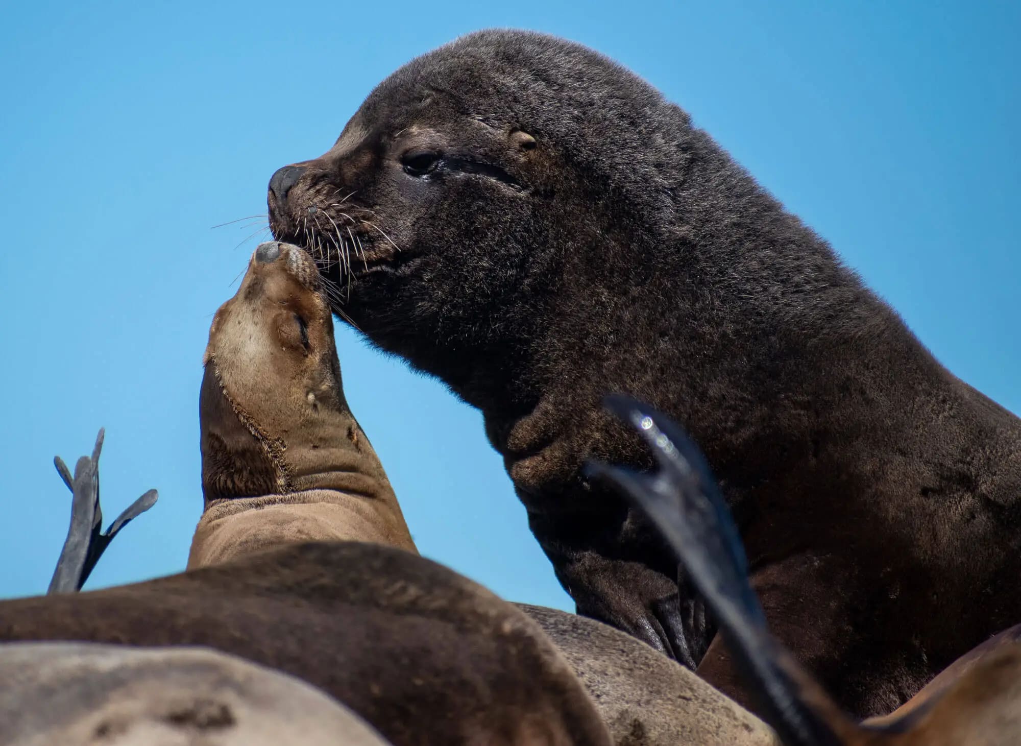 Avistaje de Ballenas Francas Australes