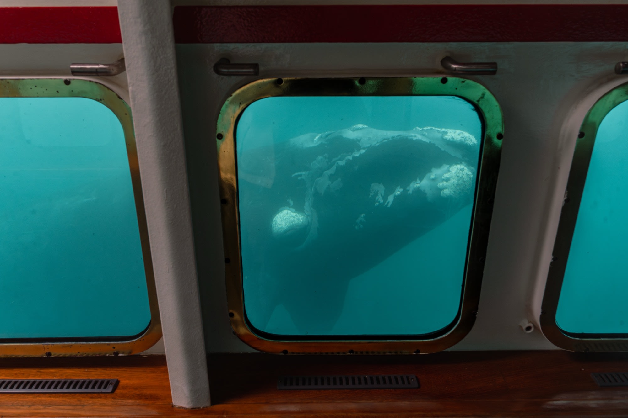 Avistaje Submarino de Ballenas