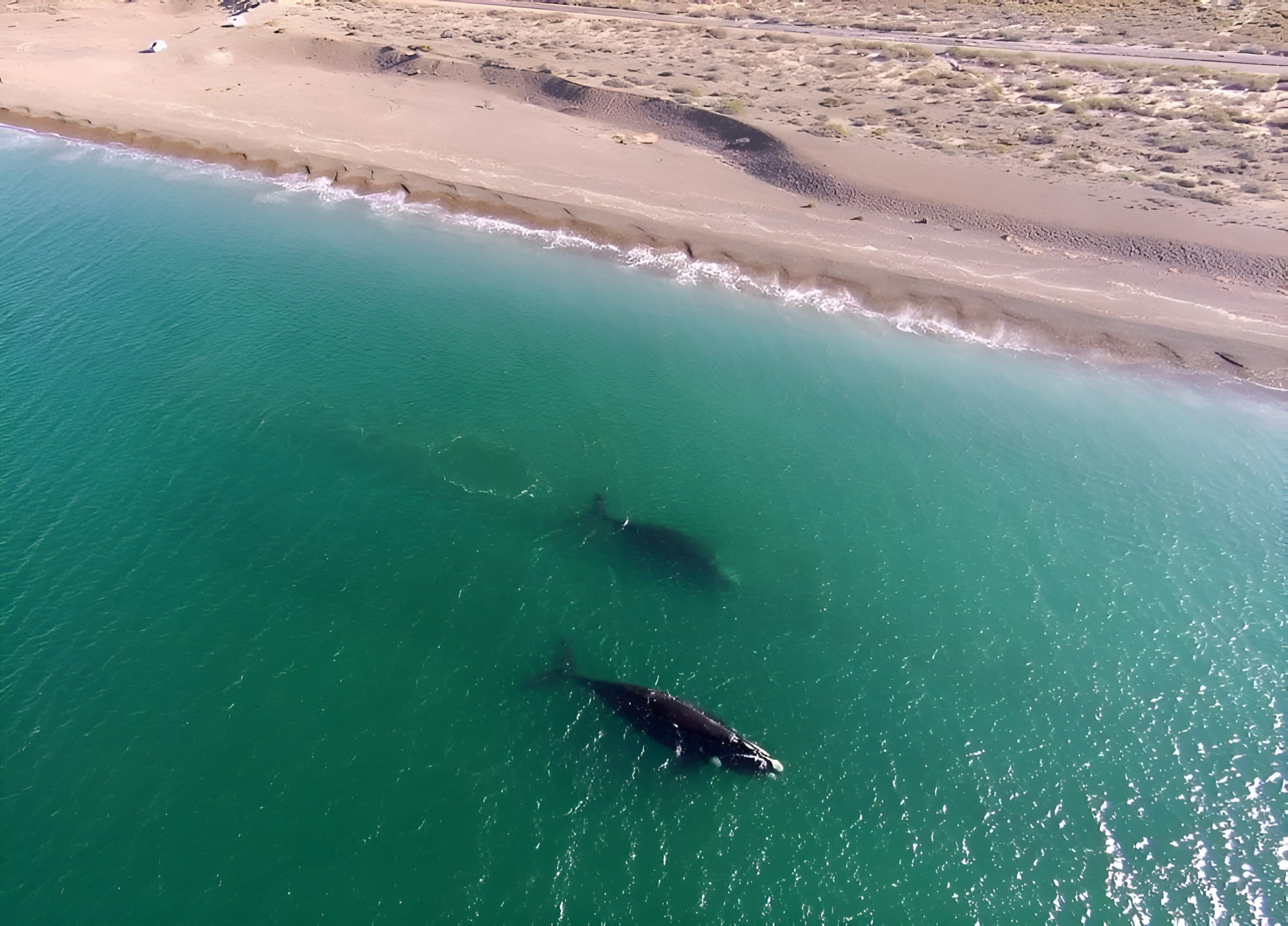 Puerto Pirámides: Avistaje de Ballenas 