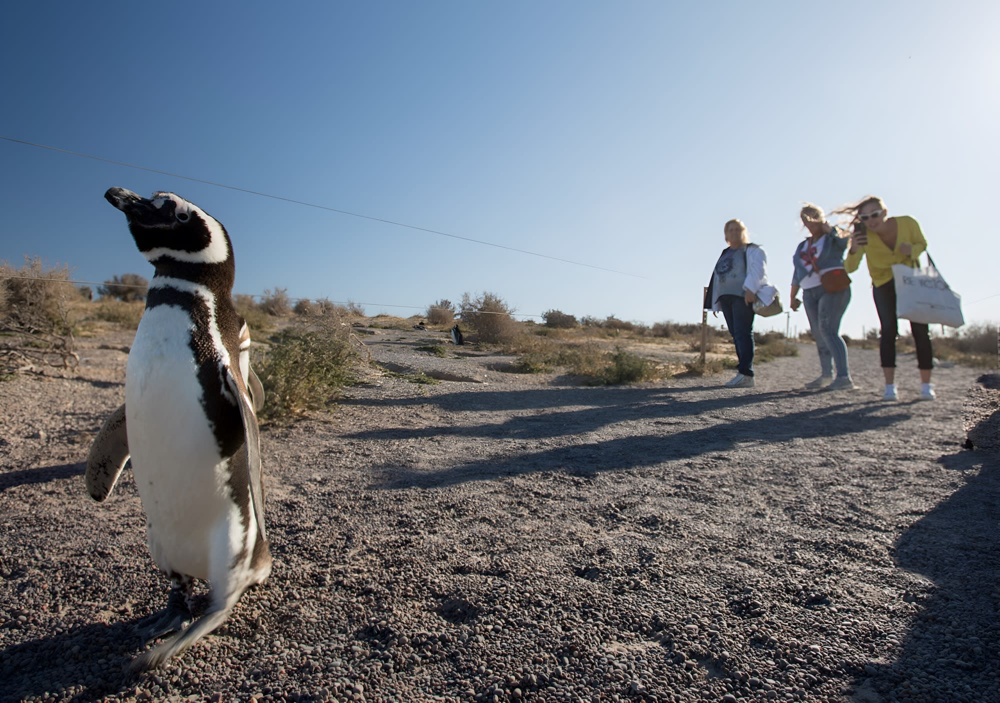 Punta Tombo full day: Rawson e Isla Escondida