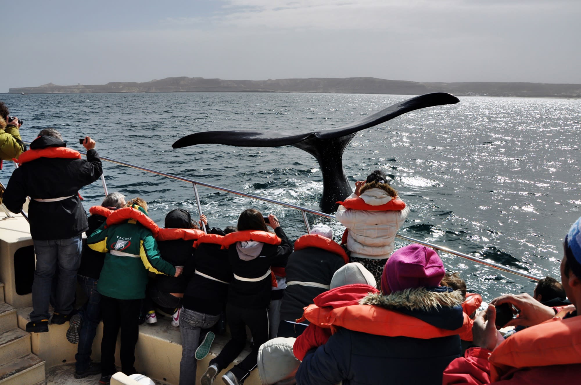 Avistaje de Ballenas Francas Australes