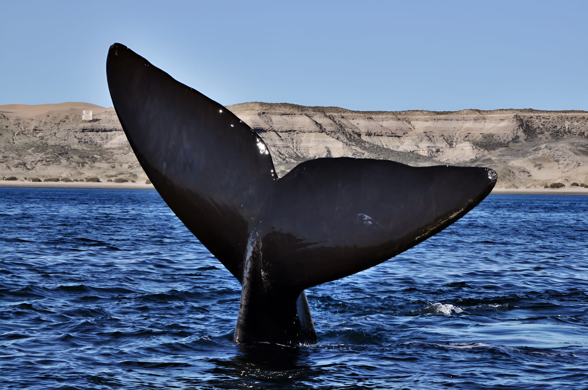 Puerto Pirámides: Avistaje de Ballenas 