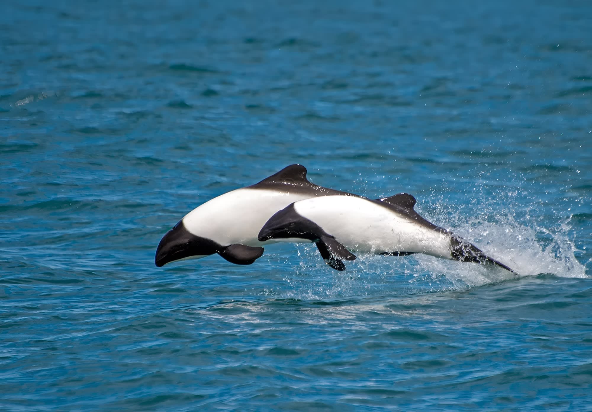 Punta Tombo full day: Rawson e Isla Escondida