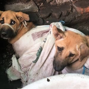 Shelters My Homeless Pinoy Dogs - Image 2