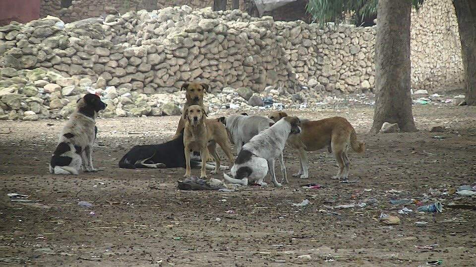 Shelters My Homeless Pinoy Dogs - Image 5
