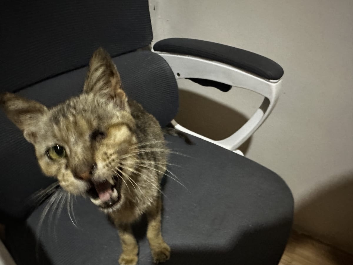 Help us Give Chance another CHANCE for a better Life - Image 1