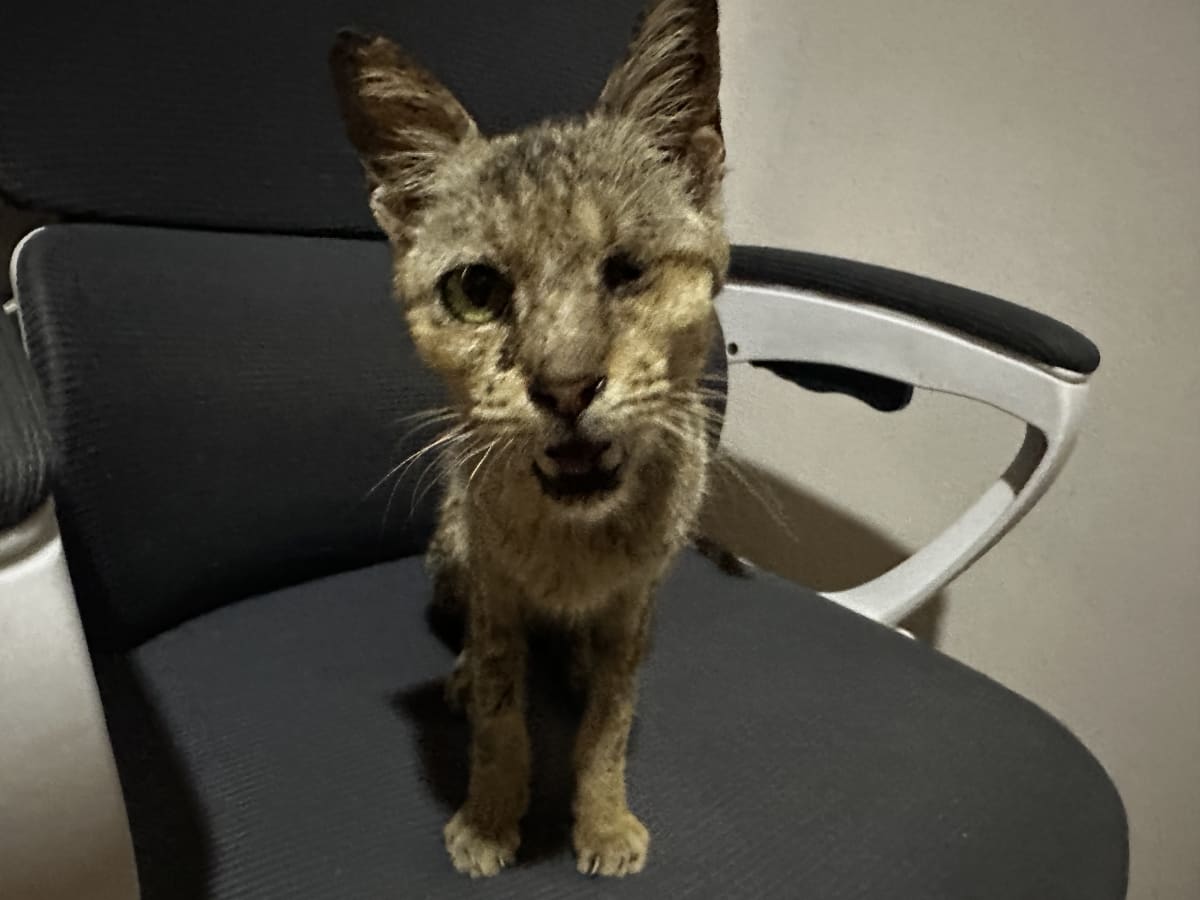 Help us Give Chance another CHANCE for a better Life - Image 2