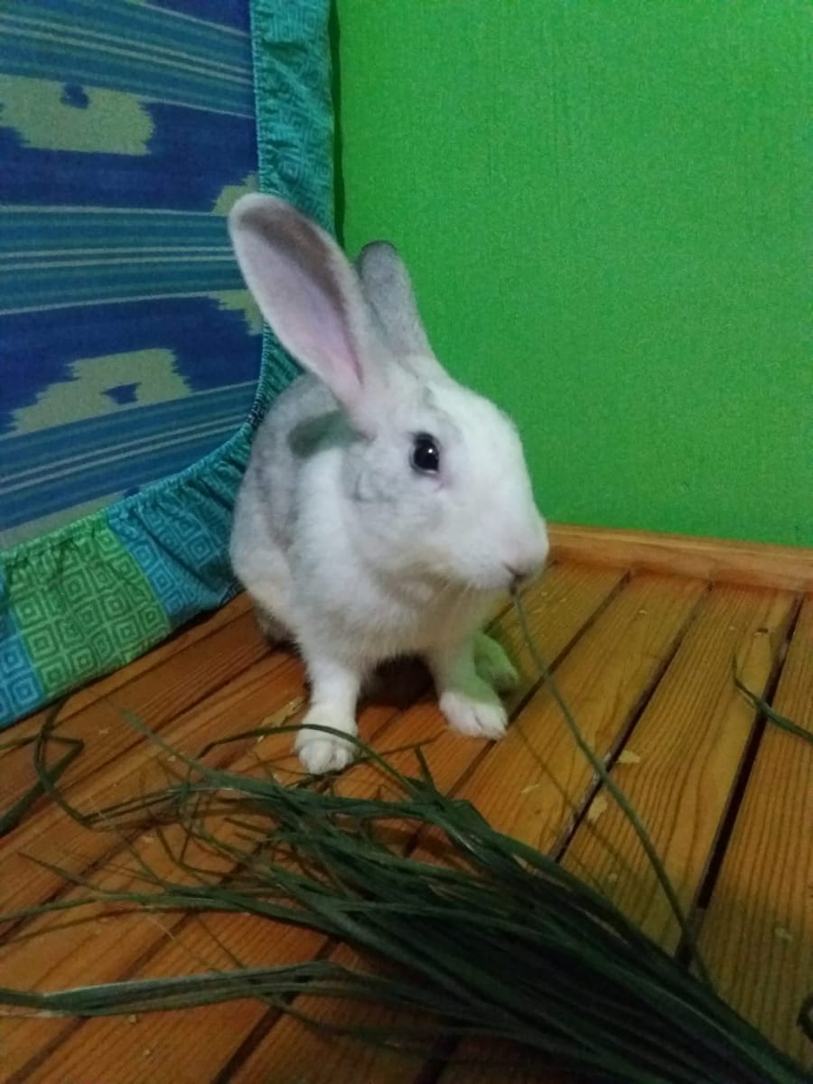 Help Save Cookies: A Fighting Chance for My 5-Year-Old Rabbit - Image 1
