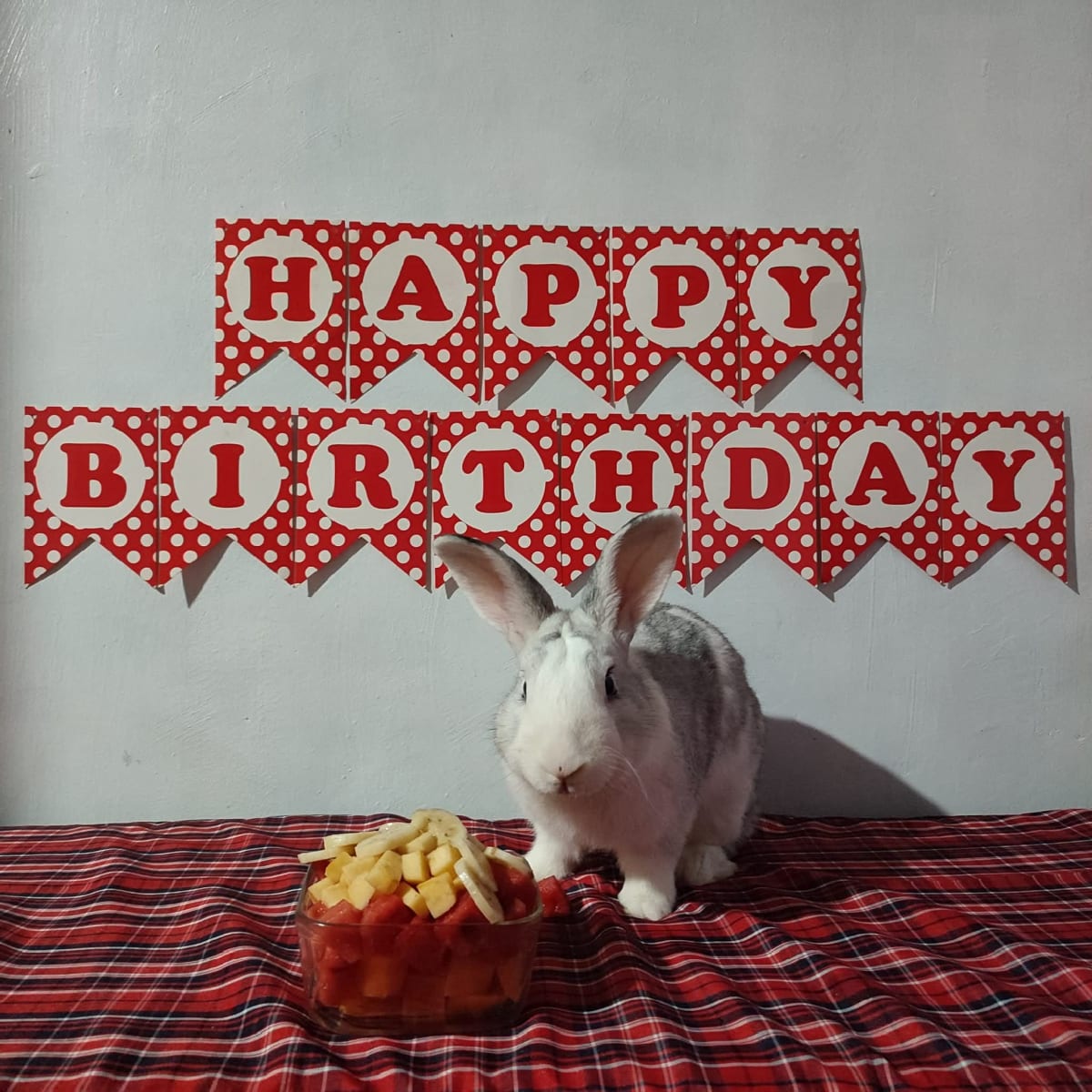 Help Save Cookies: A Fighting Chance for My 5-Year-Old Rabbit - Image 2
