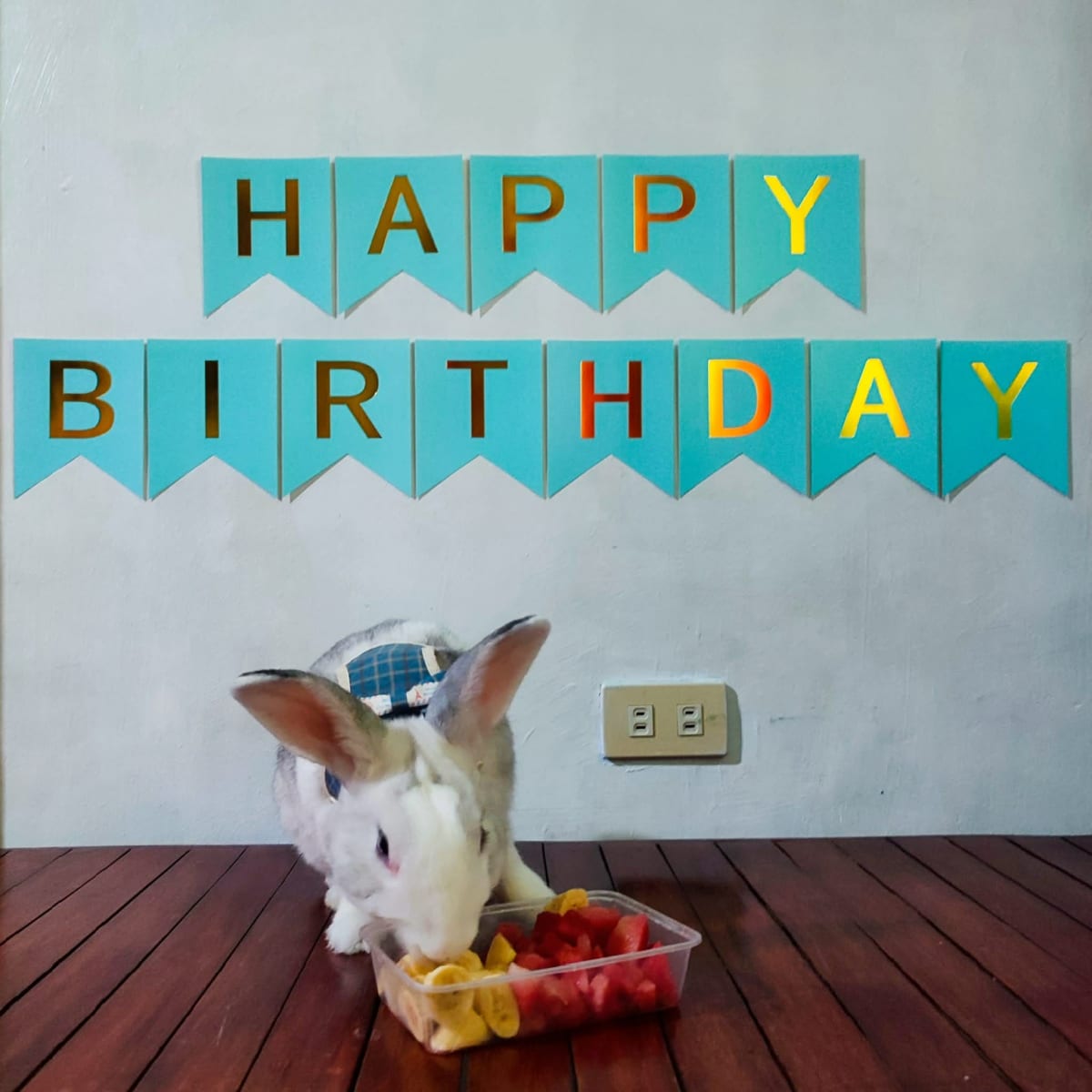 Help Save Cookies: A Fighting Chance for My 5-Year-Old Rabbit - Image 3