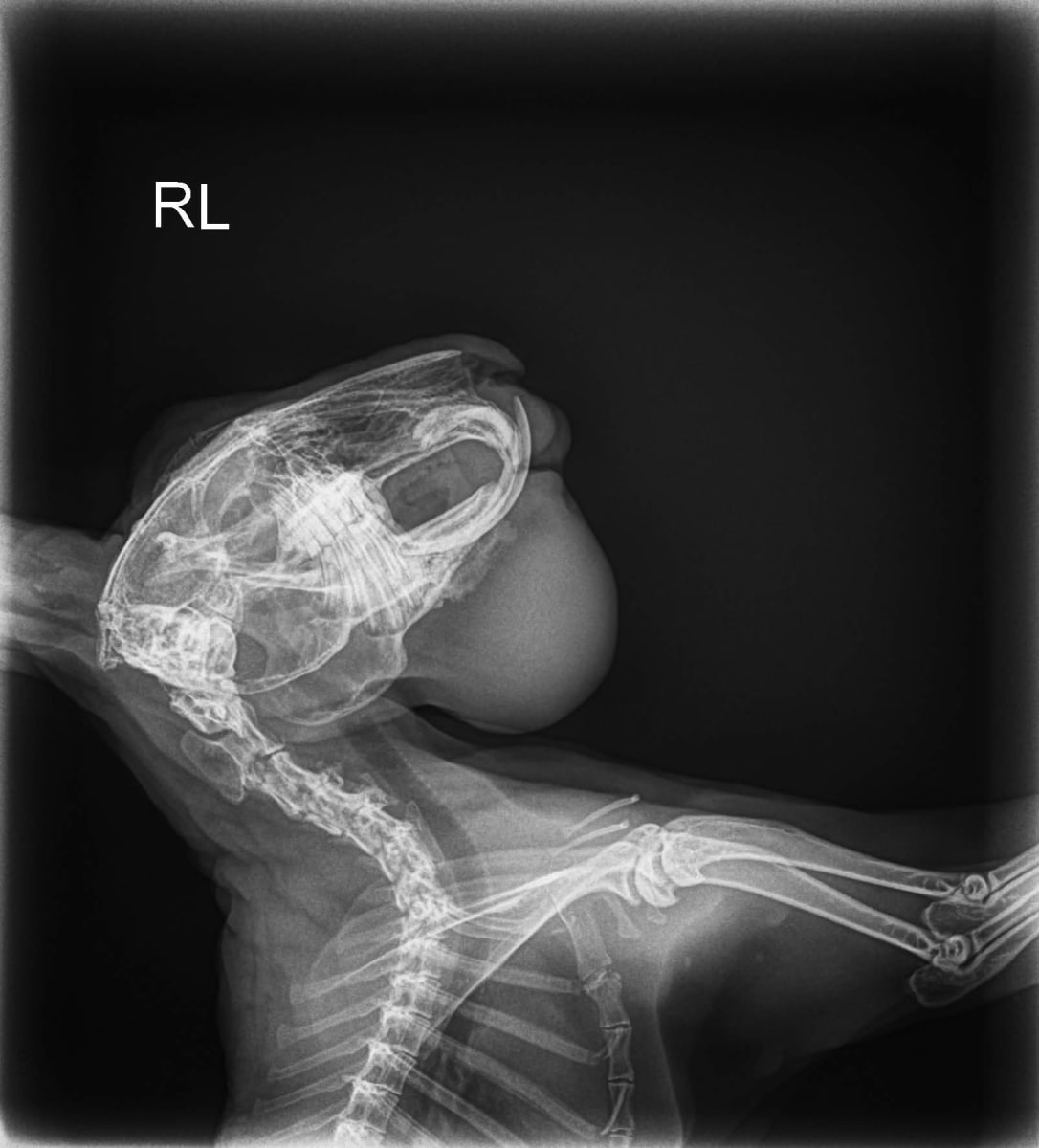 Help Save Cookies: A Fighting Chance for My 5-Year-Old Rabbit - Image 4