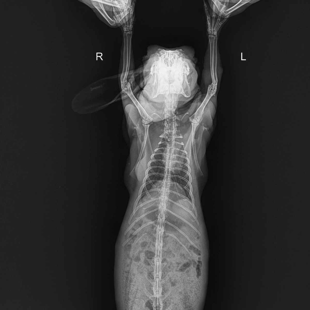 Help Save Cookies: A Fighting Chance for My 5-Year-Old Rabbit - Image 5