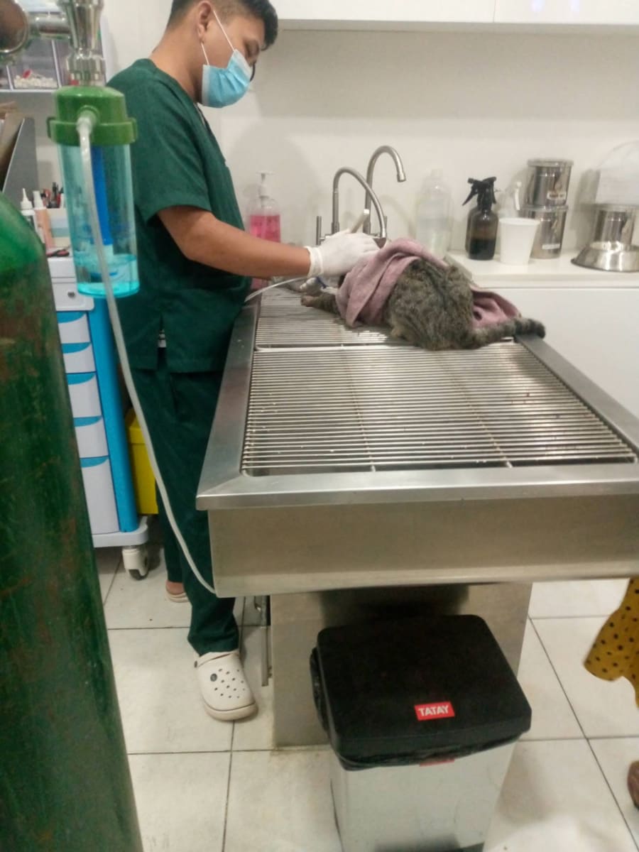 Help Save Sweetie After a Devastating Hit-and-Run Accident - Image 2