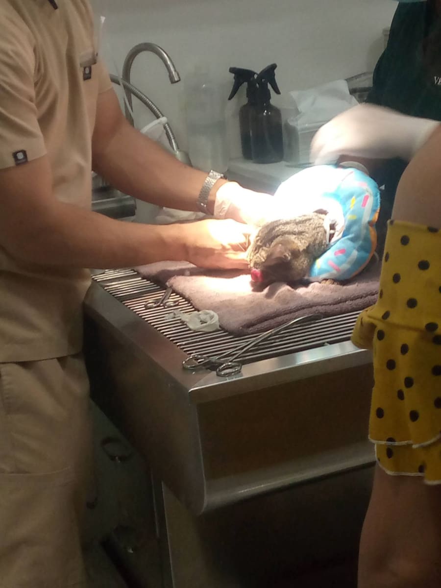 Help Save Sweetie After a Devastating Hit-and-Run Accident - Image 4
