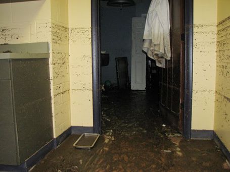 I don't have money to buy food for my cats and dogs because we got flooded. - Image 2
