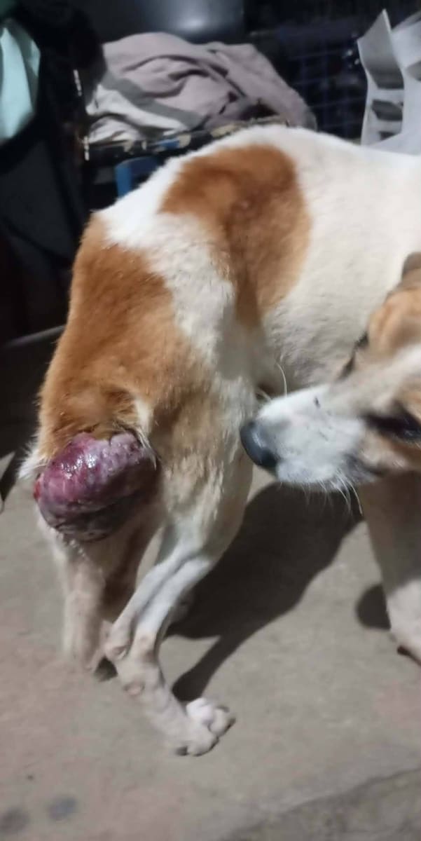 I don't have money to buy food for my cats and dogs because we got flooded. - Image 3