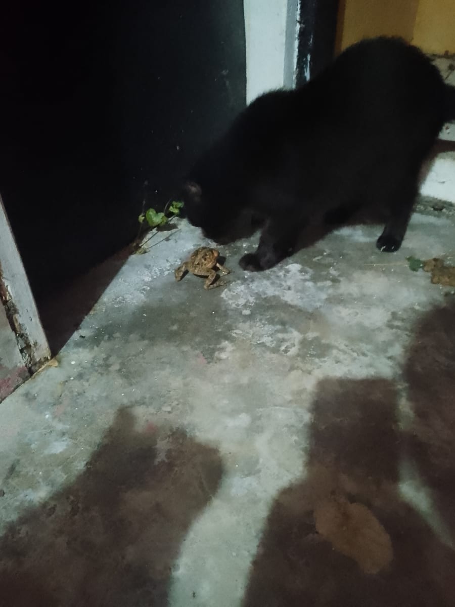 I don't have money to buy food for my cats and dogs because we got flooded. - Image 4