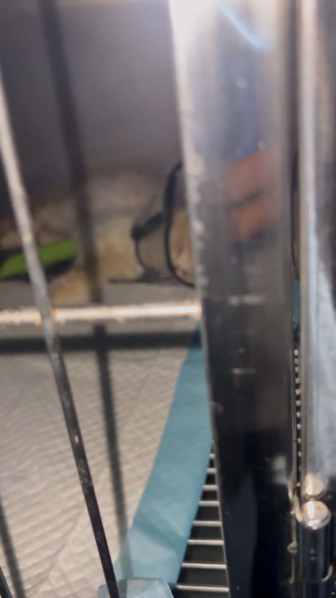 Hospitalization and Medication for two 2.5 month old cats - Image 1