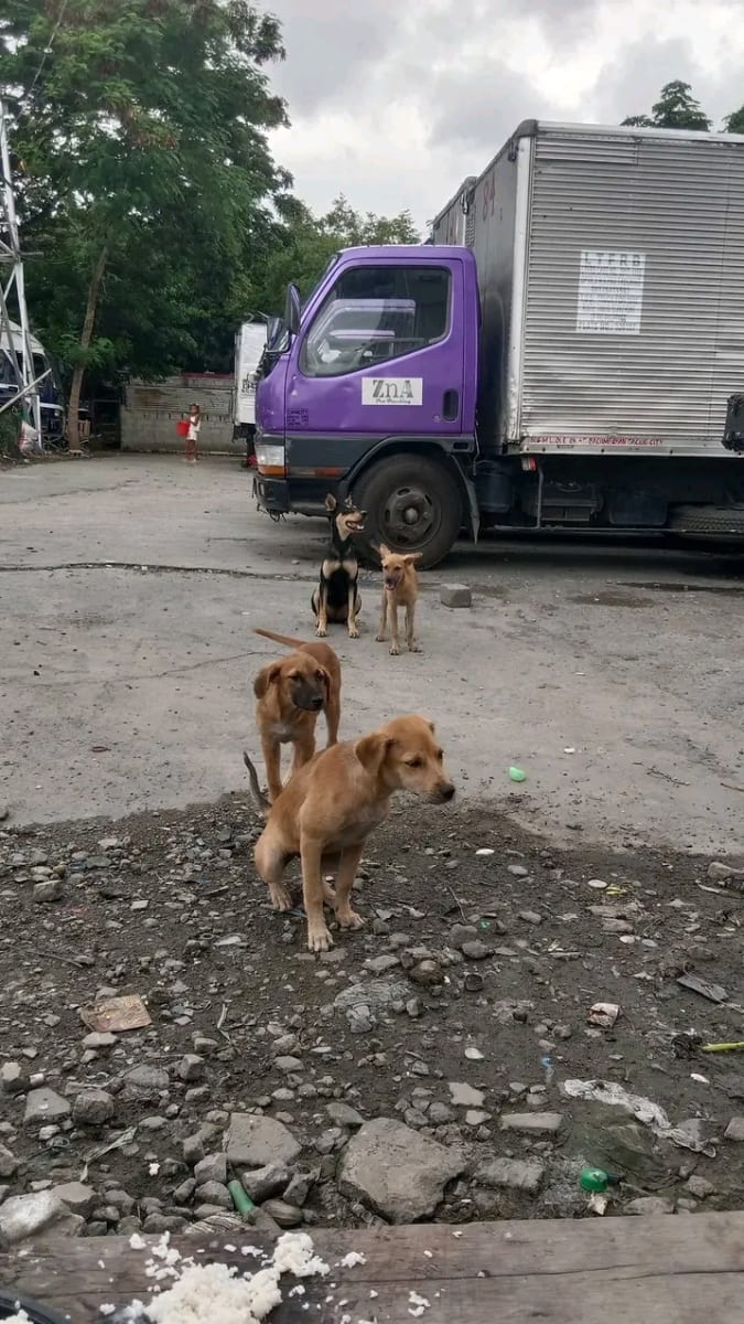 Help My Starving and sicked Rescued Dogs - Image 1