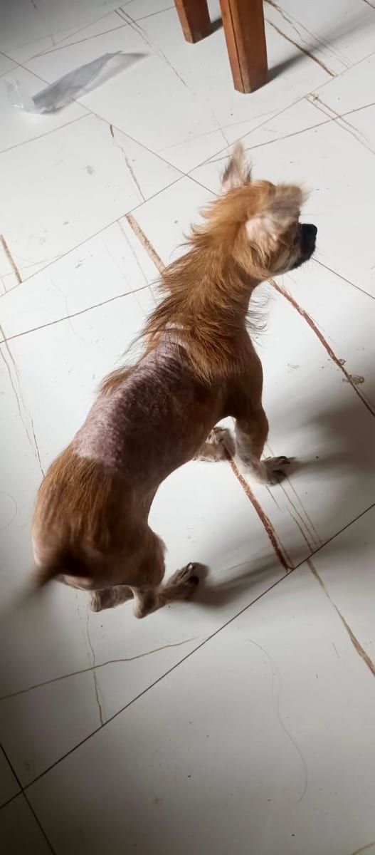 Help My Starving and sicked Rescued Dogs - Image 2