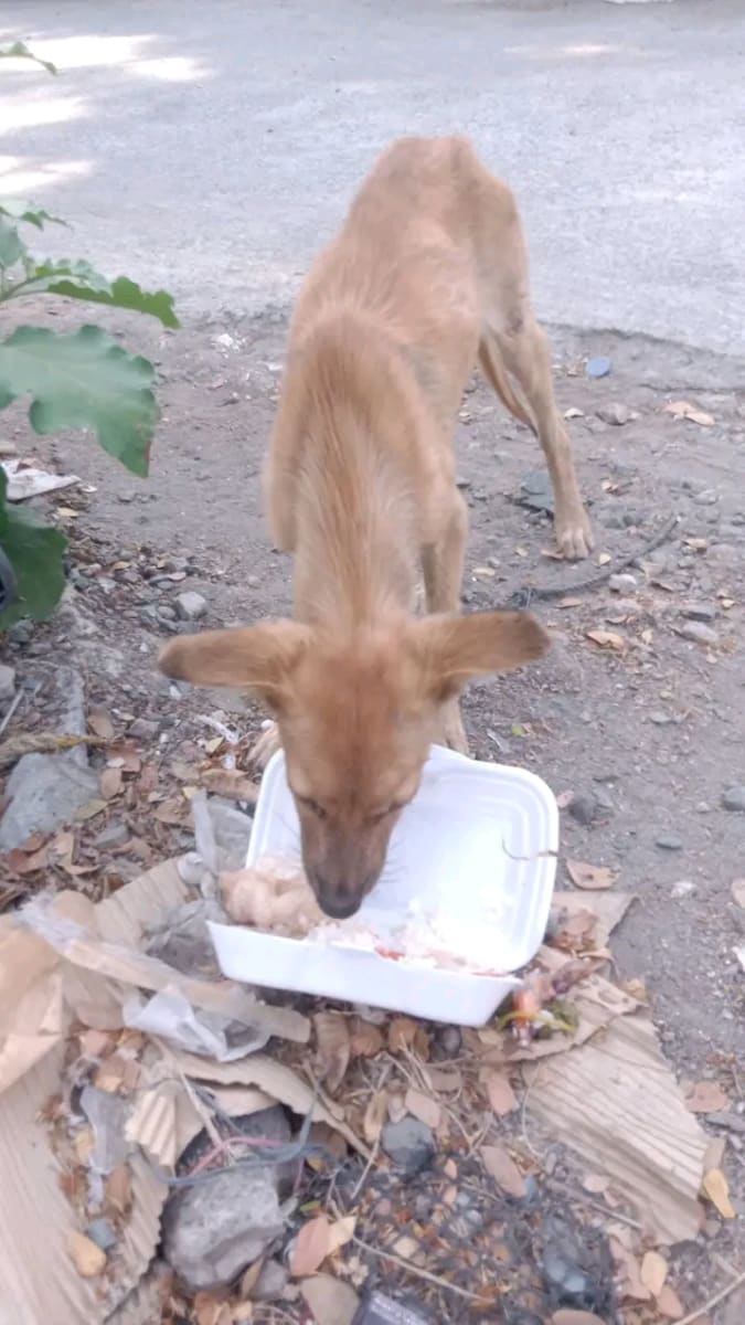 Help My Starving and sicked Rescued Dogs - Image 3