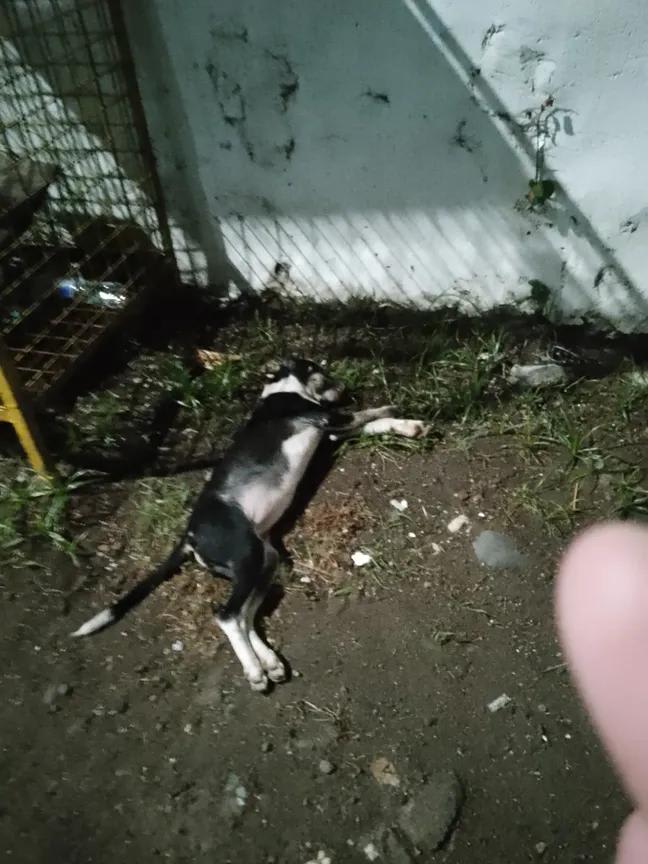 Help My Starving and sicked Rescued Dogs - Image 4