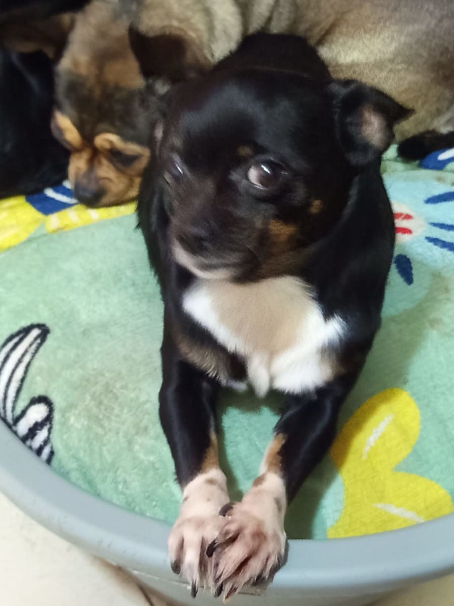 Help 6 Puppies Stay Safe: Relocation & Mandatory Vaccine Appeal - Image 3