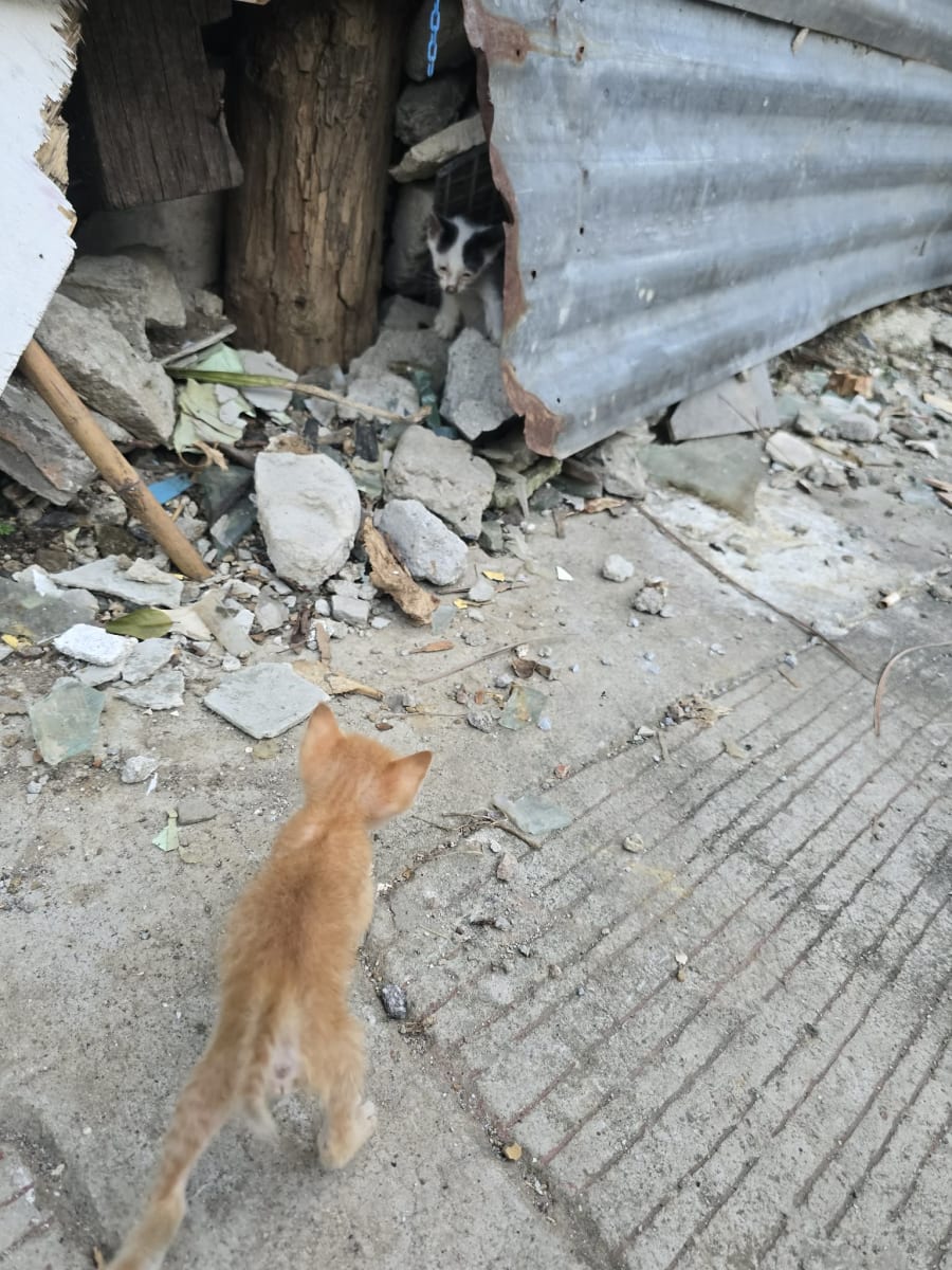 Urgent Vet Care for Sick Kittens in Cubao - Image 1