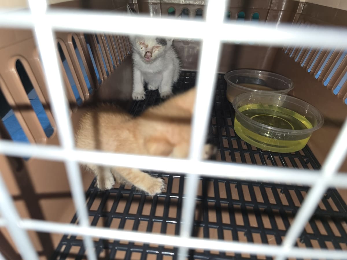 Urgent Vet Care for Sick Kittens in Cubao - Image 2
