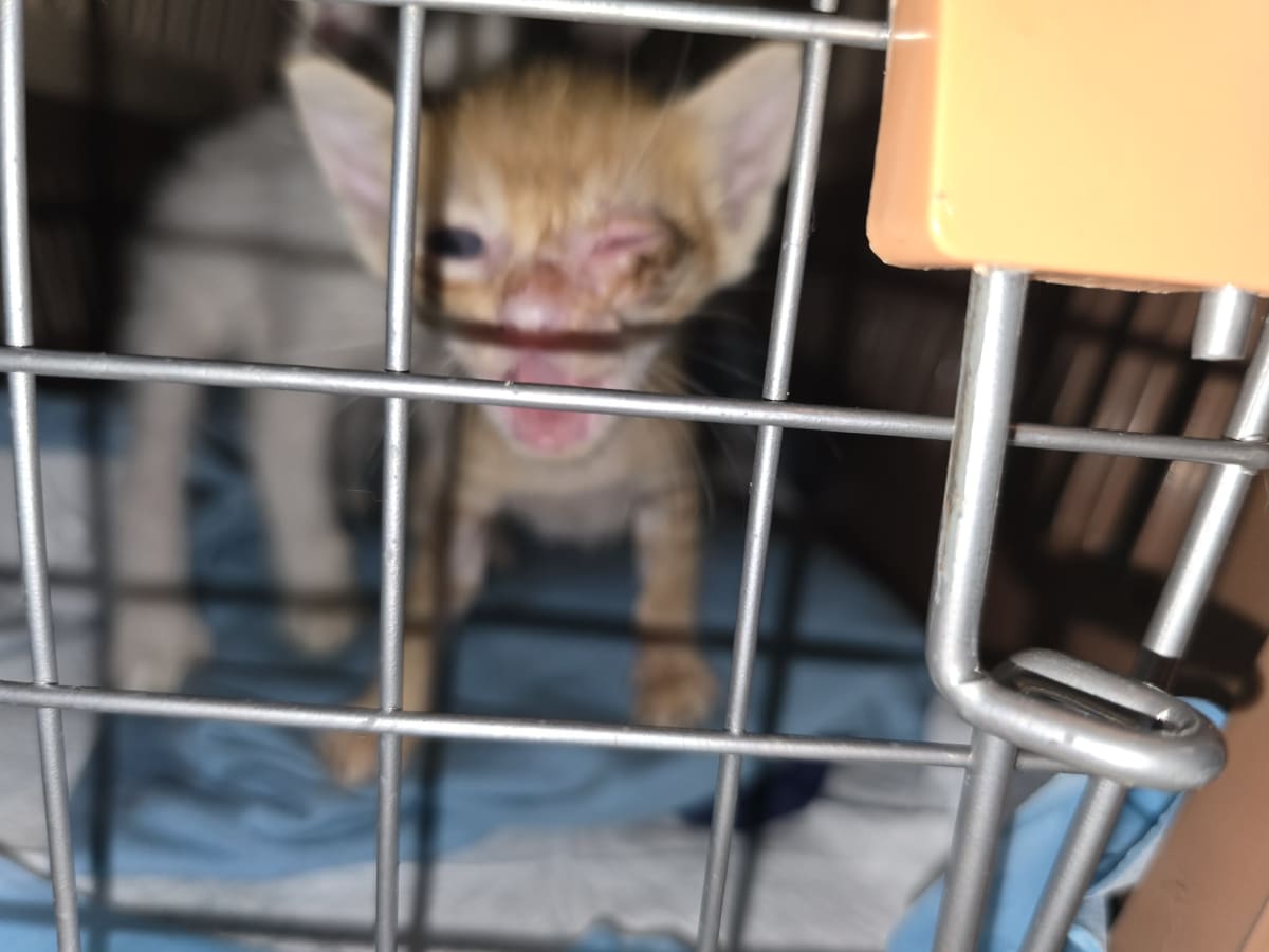 Urgent Vet Care for Sick Kittens in Cubao - Image 3