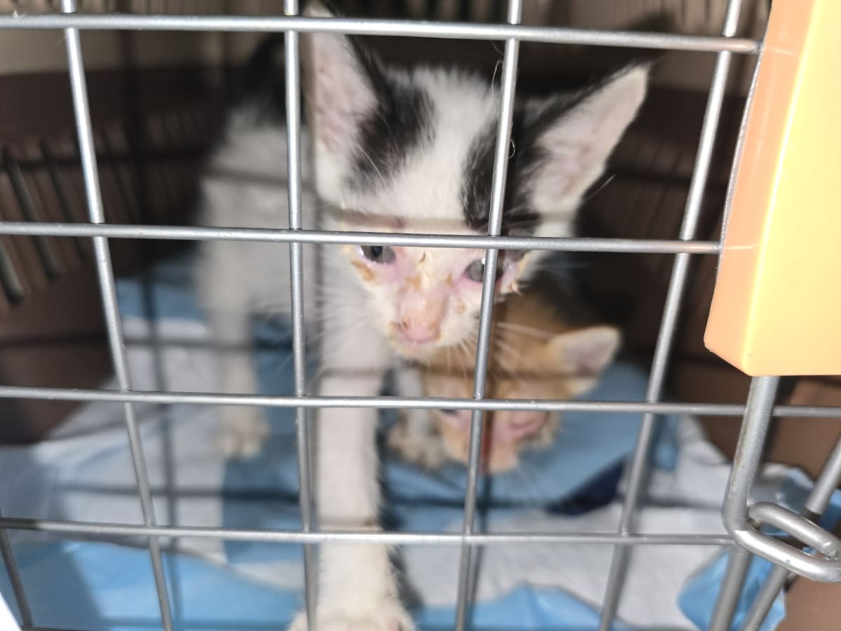 Urgent Vet Care for Sick Kittens in Cubao - Image 4
