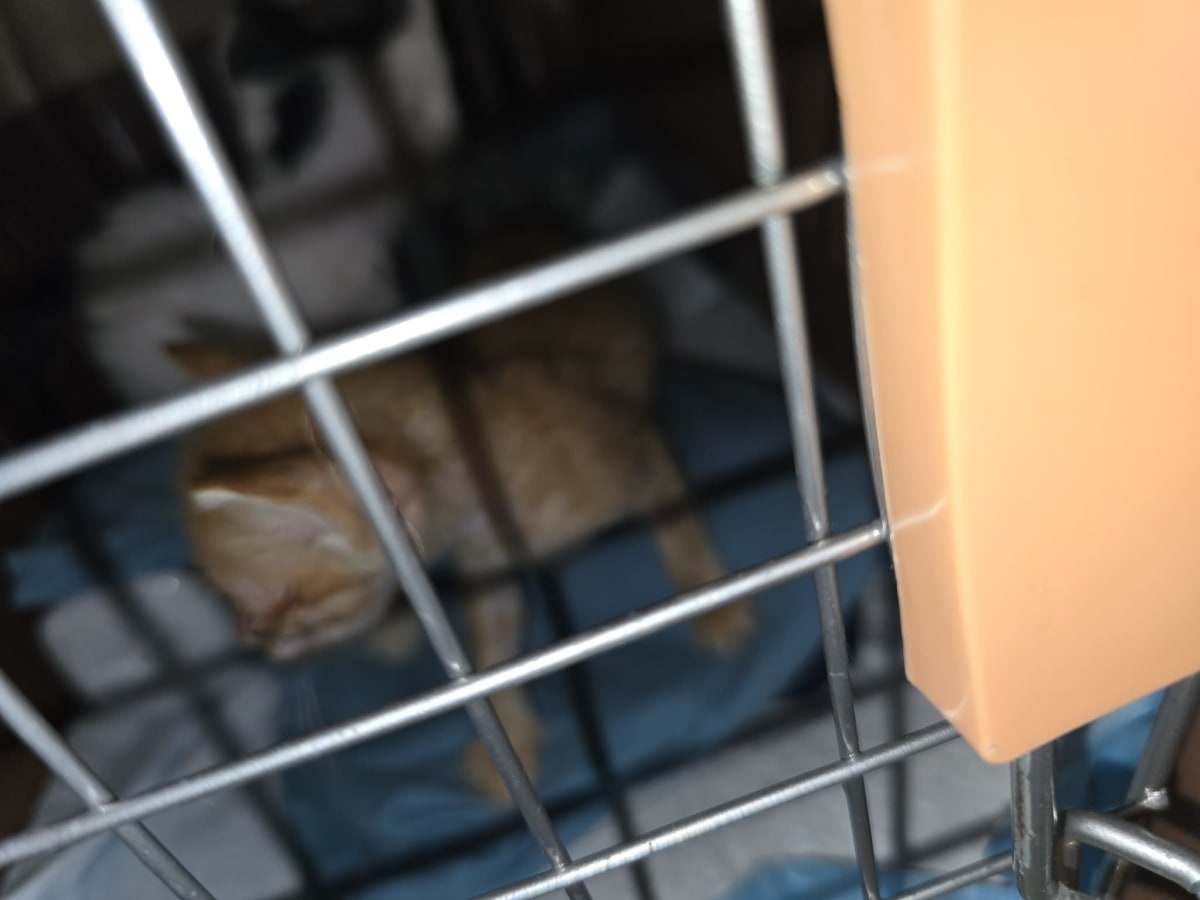 Urgent Vet Care for Sick Kittens in Cubao - Image 5