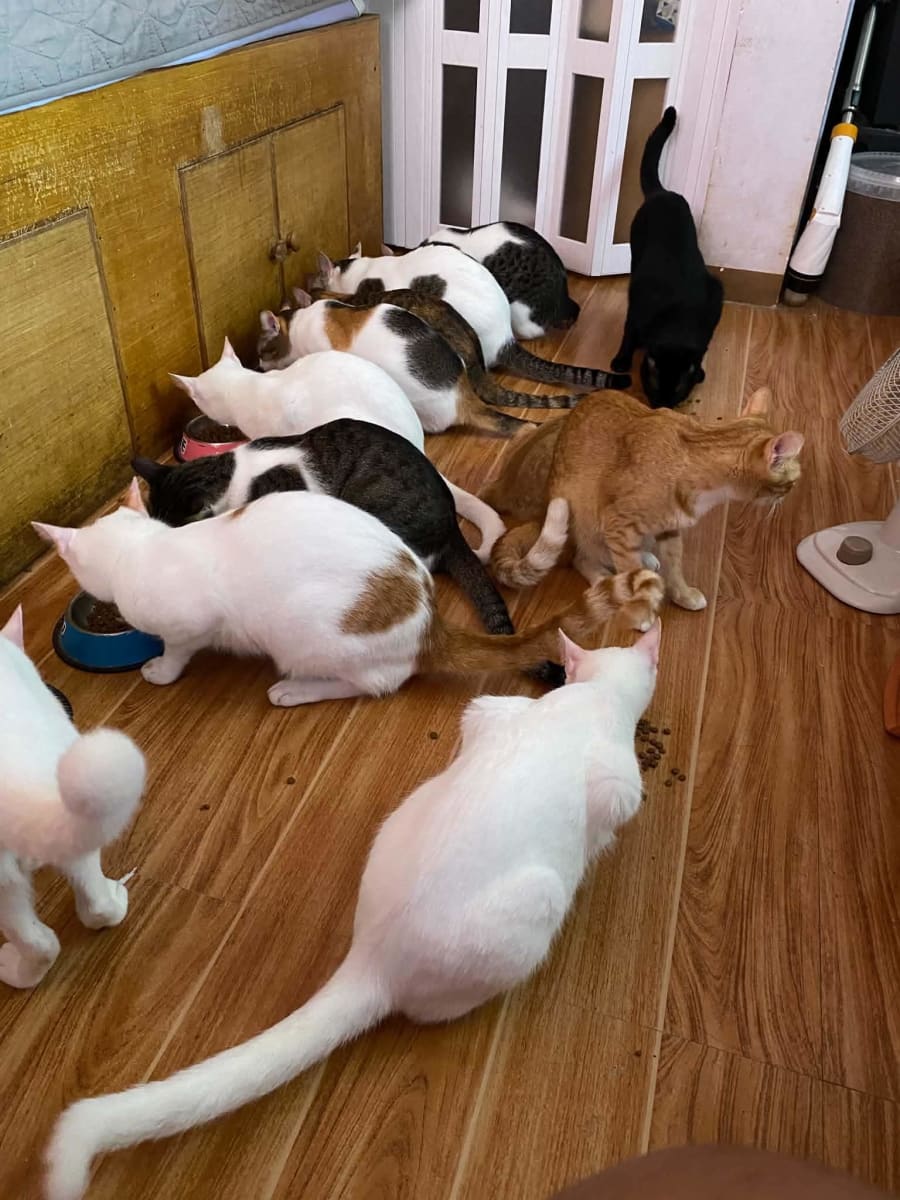 Help our friends at Bento Kitties and their rescued kittens!! - Image 1