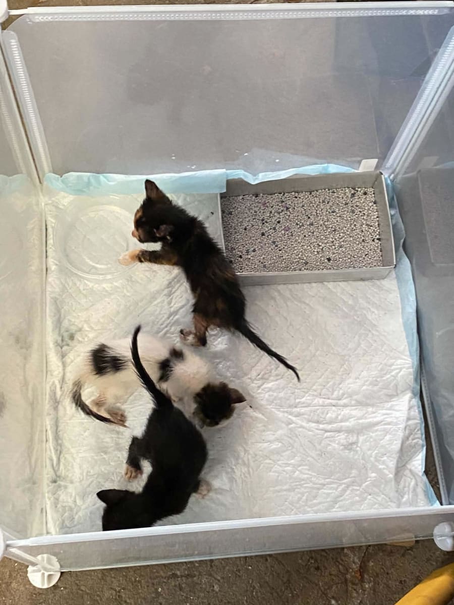 Help our friends at Bento Kitties and their rescued kittens!! - Image 2