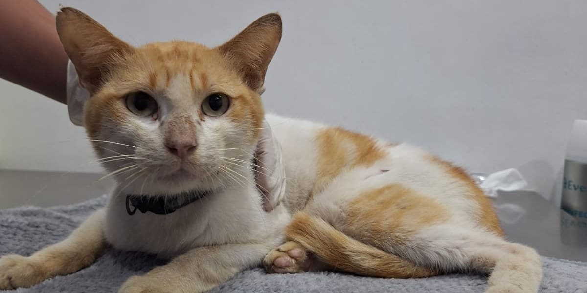 Save Graham - A Victim of Hit and Run