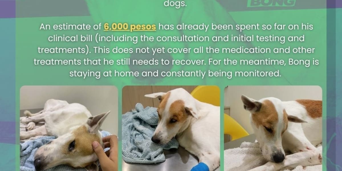 Help Bong fight chronic kidney disease 