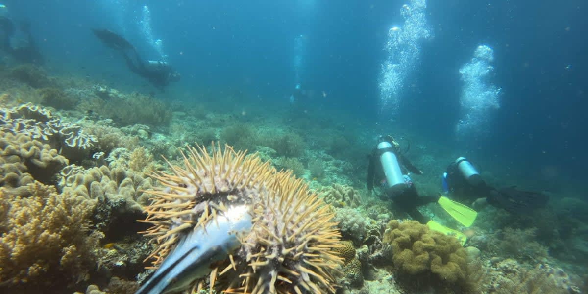 Help save the corals