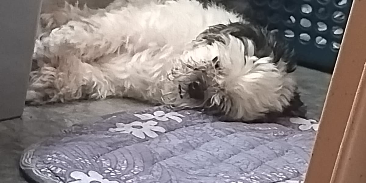 Help Sakura's Medication
