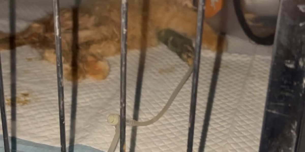 Hospitalization and Medication for two 2.5 month old cats